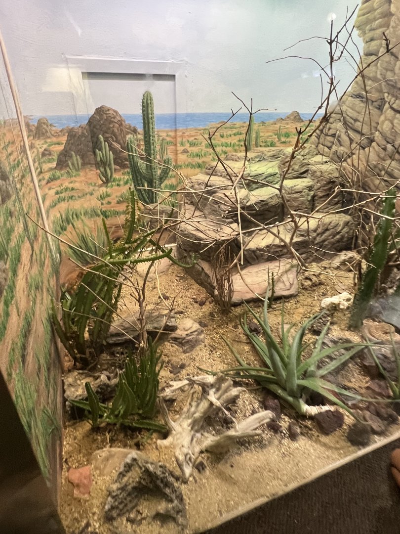 Aruba Island Rattlesnake Exhibit