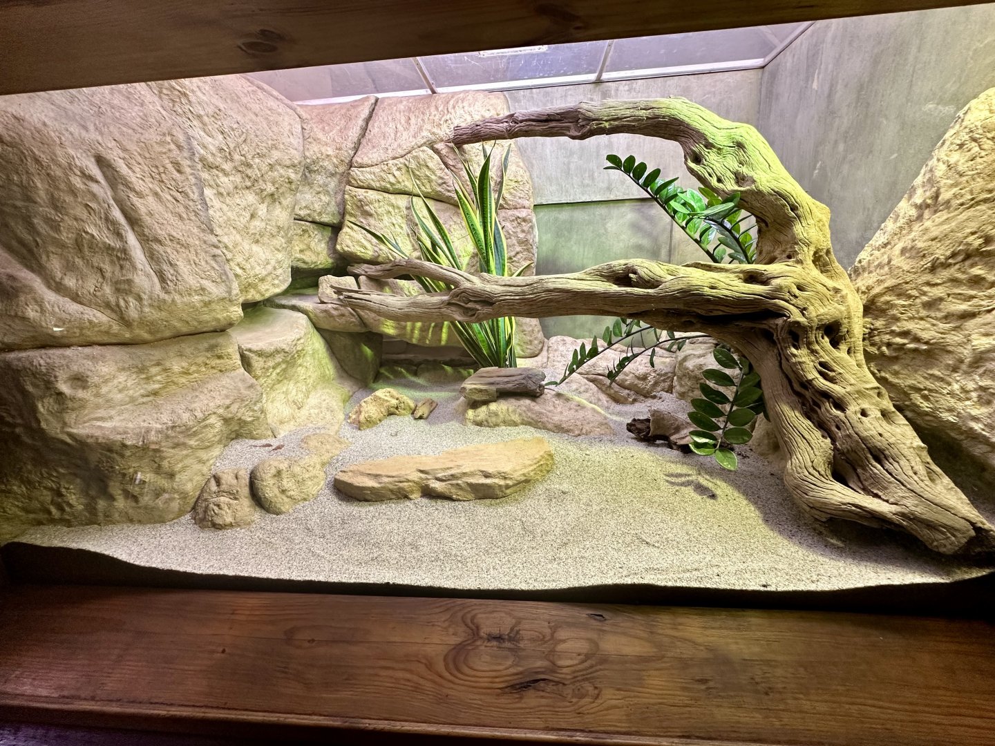 Aruba Island Rattlesnake Exhibit