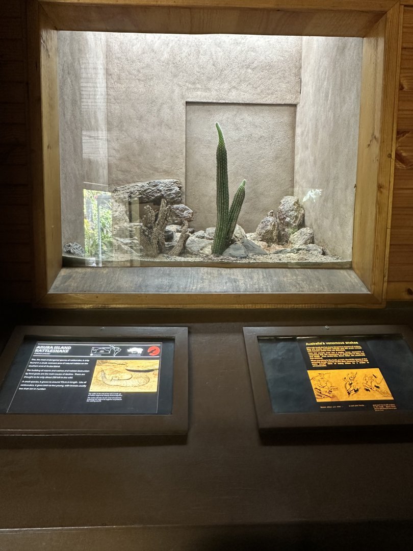 Aruba island rattlesnake exhibit
