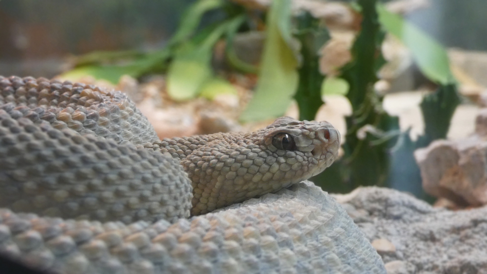 Aruba Island Rattlesnake, Feathers and Scales - Feb. 2022
