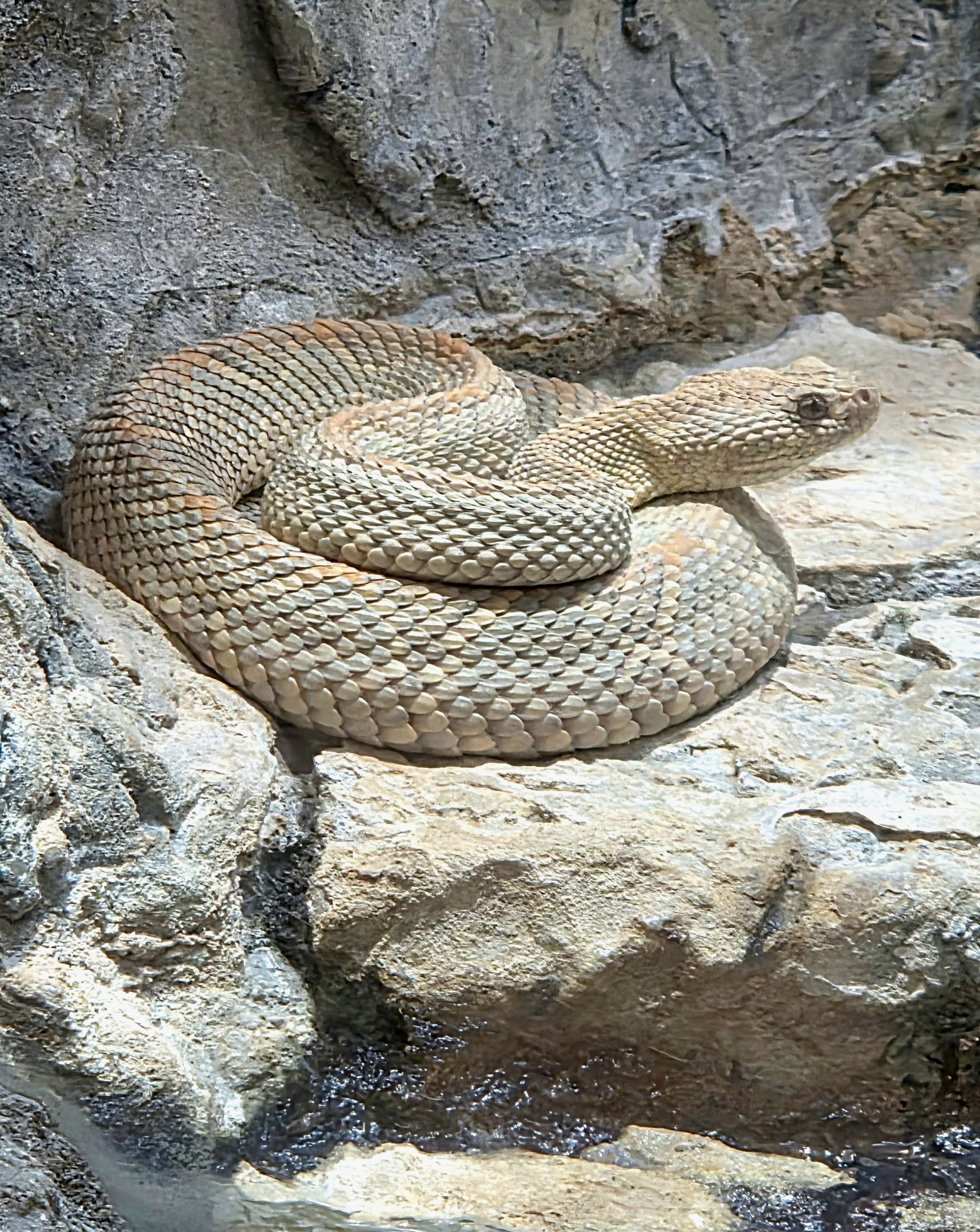Aruba Island Rattlesnake - July 2025