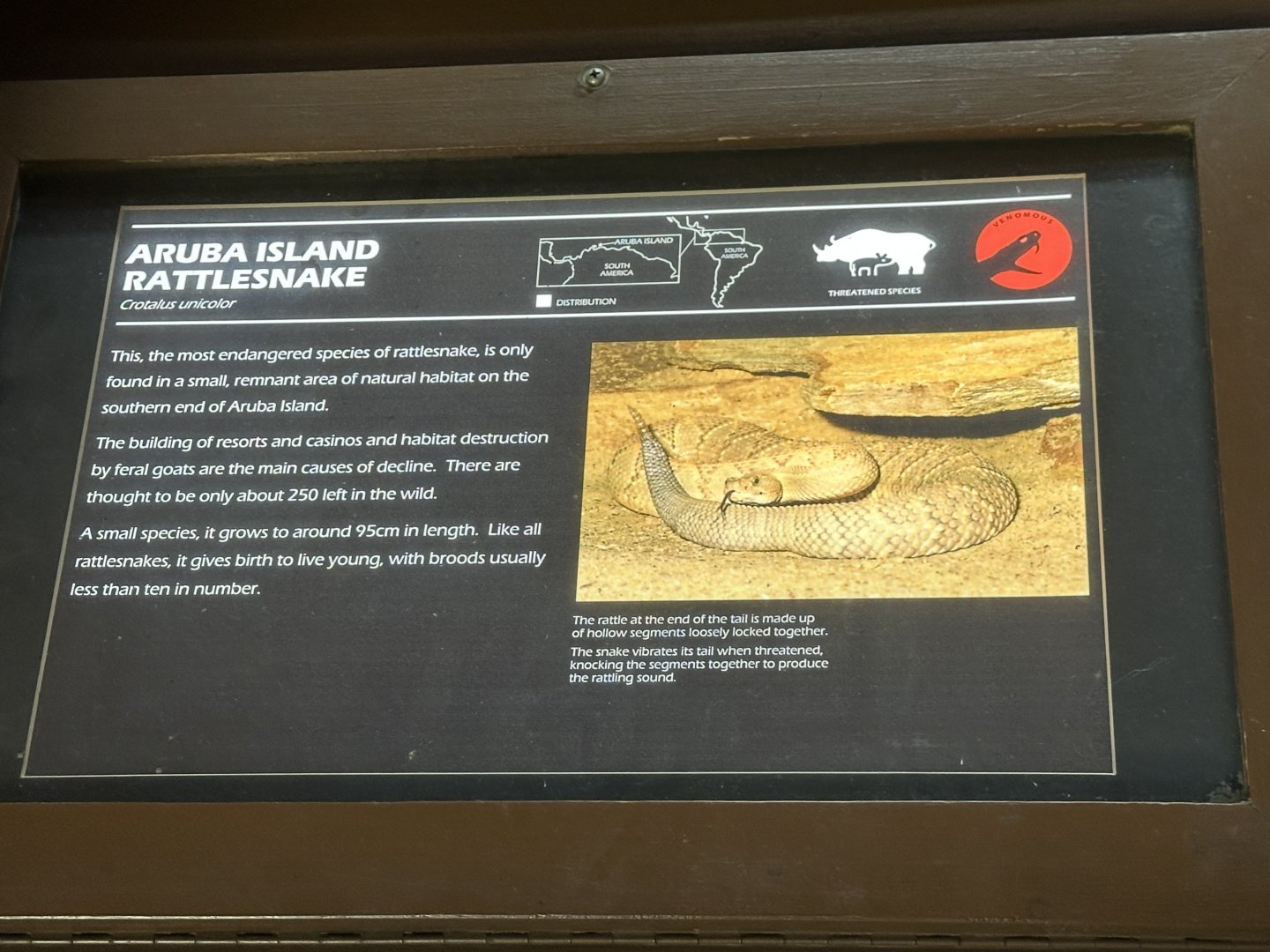 Aruba island rattlesnake signage