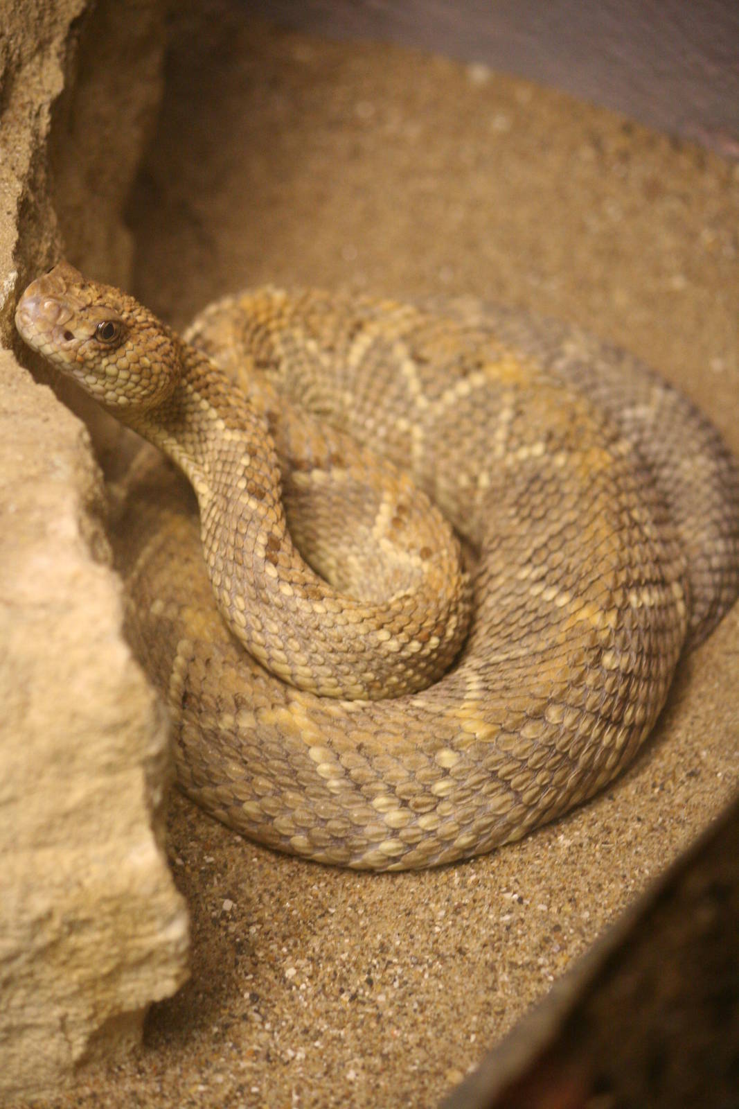 Aruba Island rattlesnake