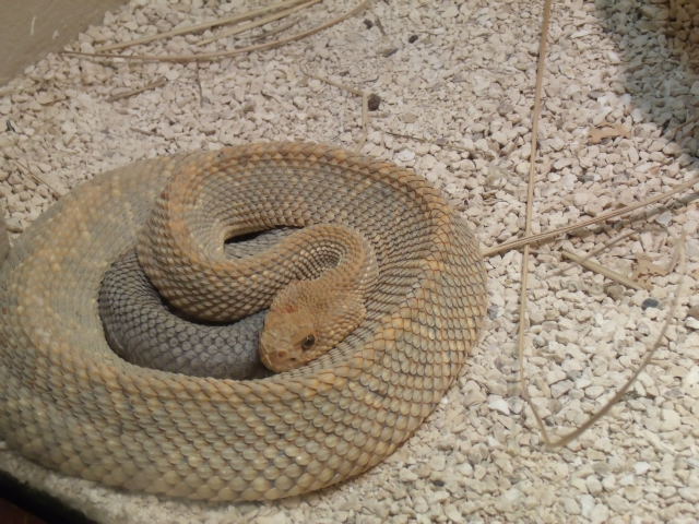 Aruba Island Rattlesnake