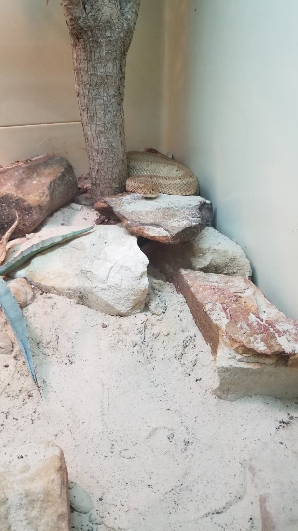 Aruba island rattlesnake