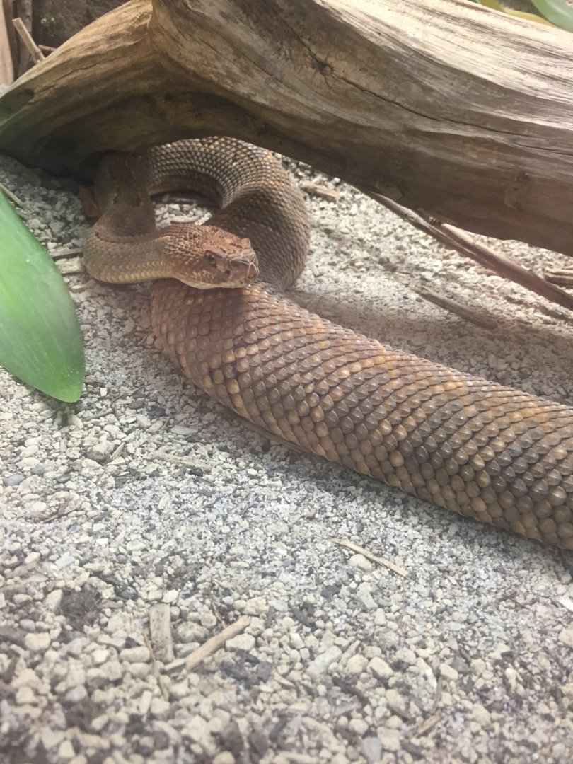 Aruba Island Rattlesnake
