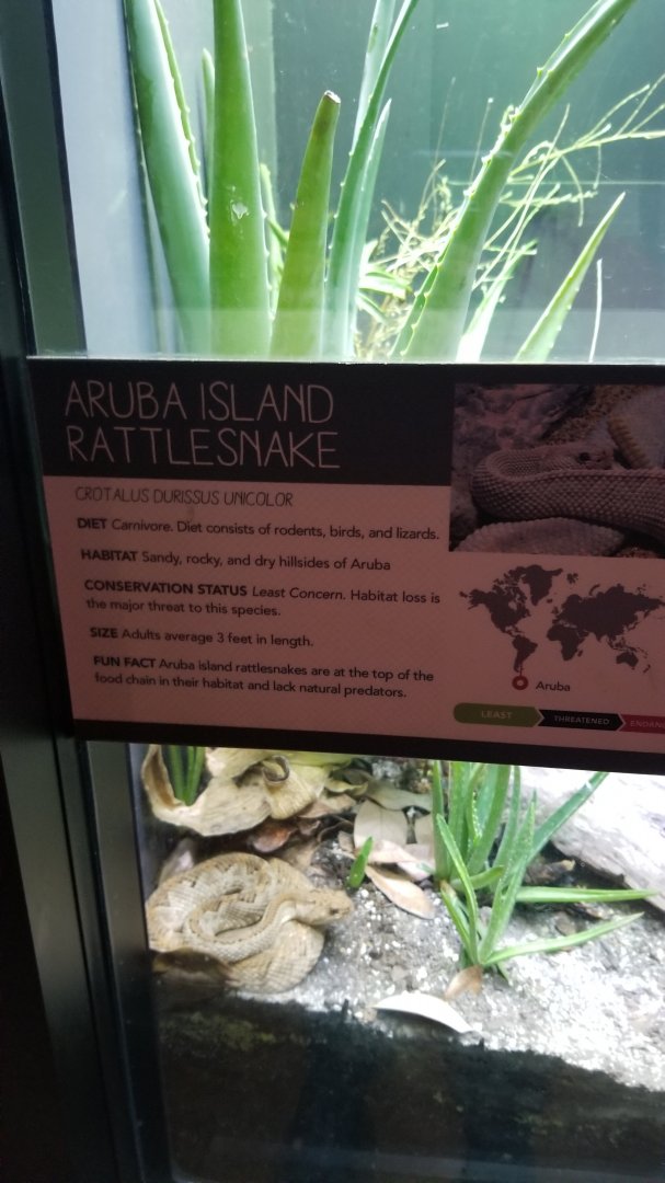 Aruba Island Rattlesnake