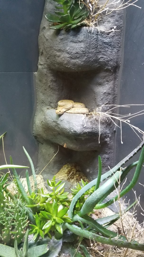 Aruba Island Rattlesnake