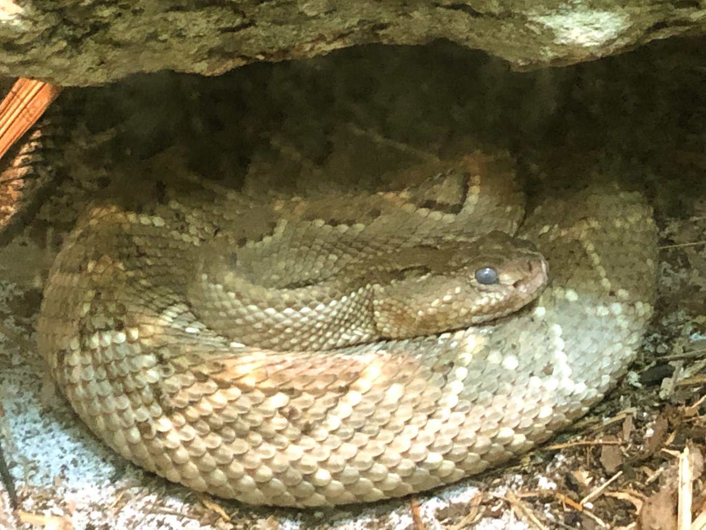 Aruba Island Rattlesnake
