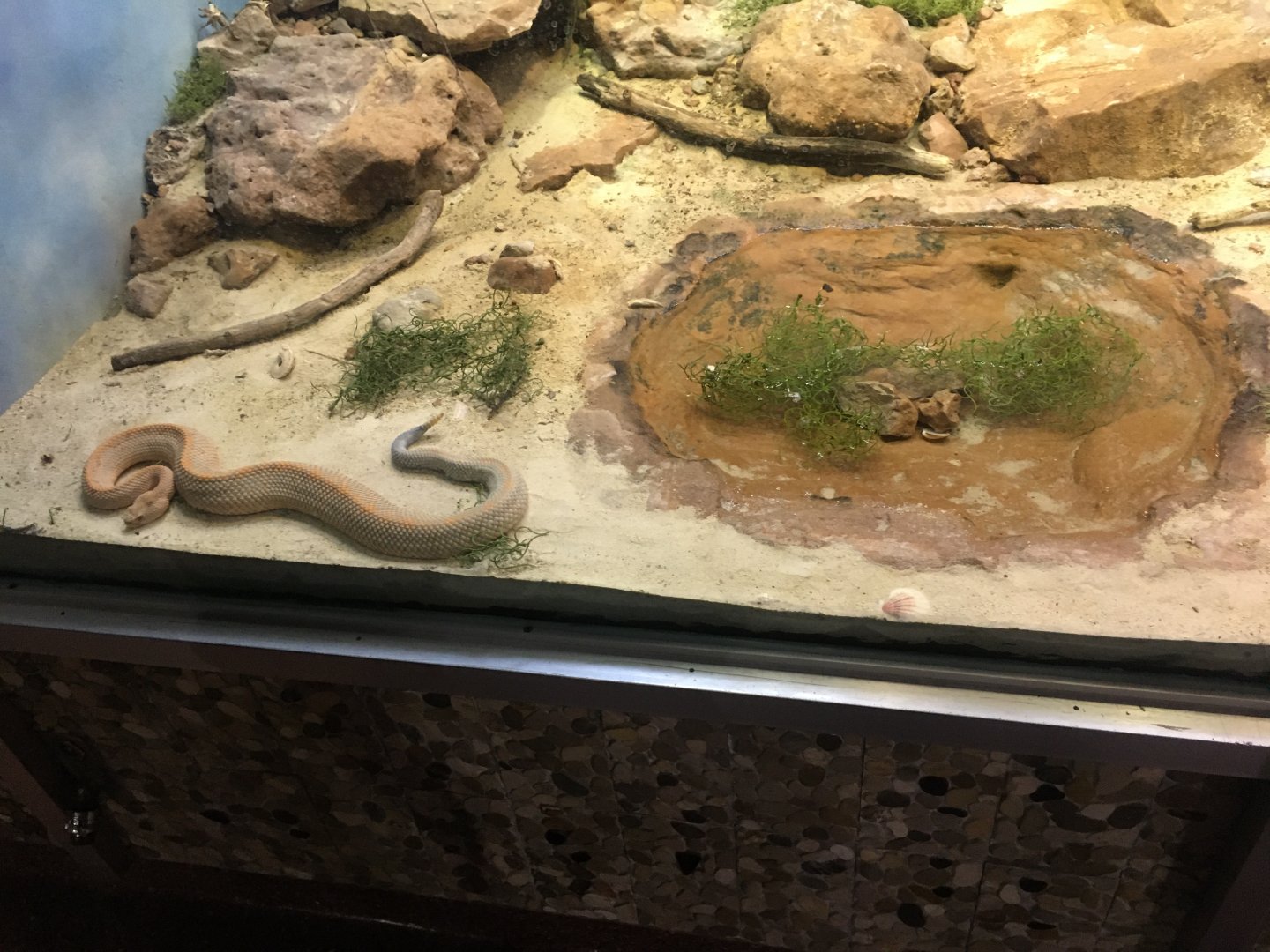 Aruba Island Rattlesnake