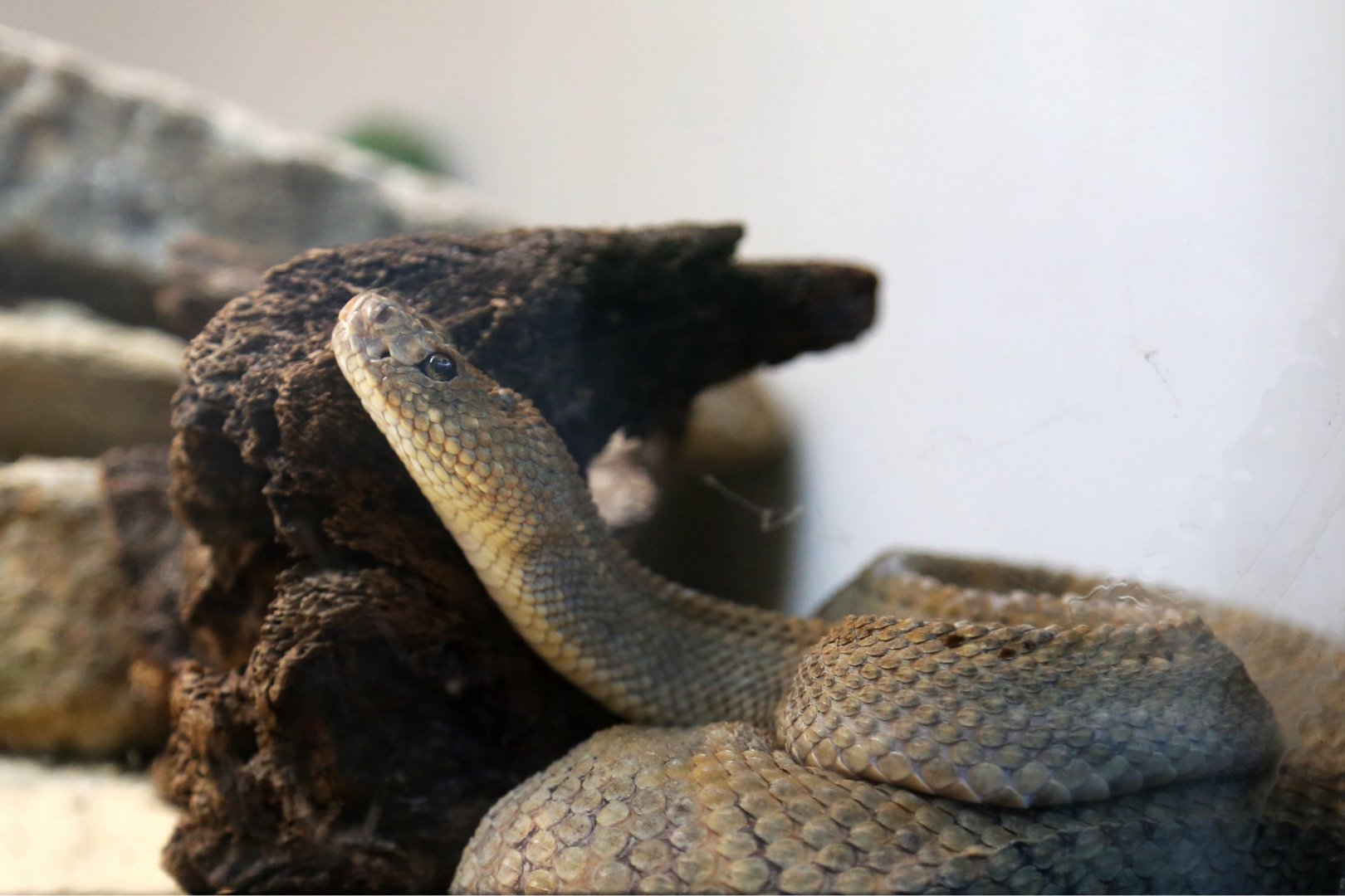 Aruba Island Rattlesnake