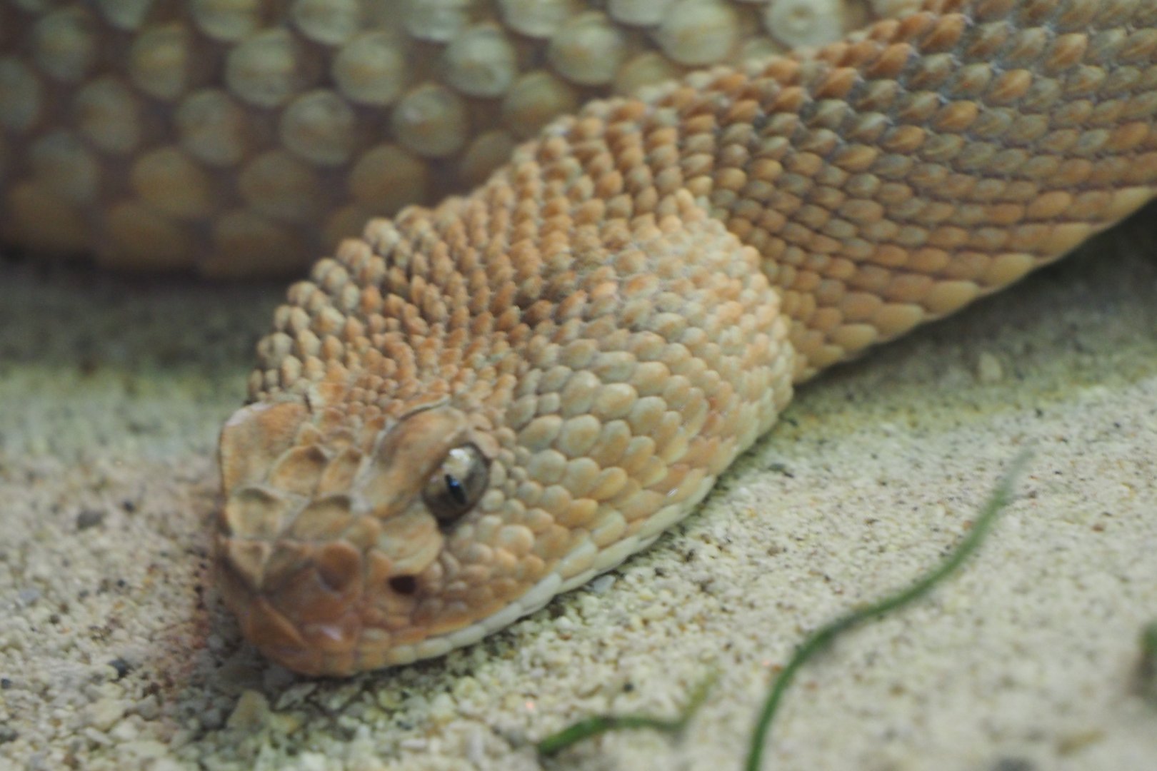Aruba Island rattlesnake