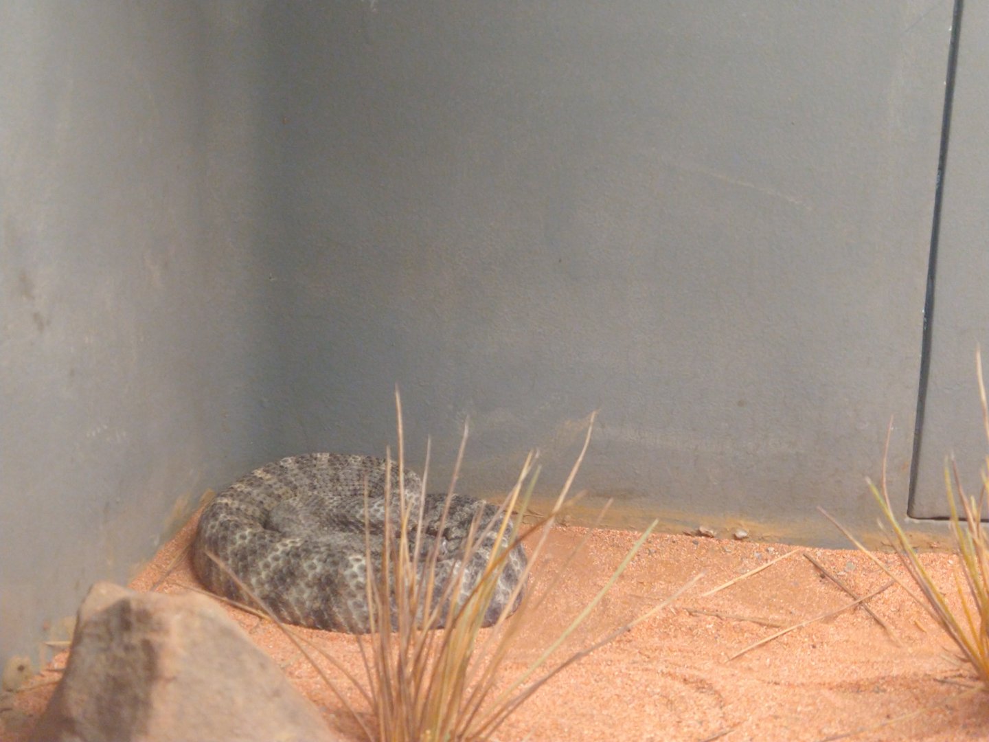 Aruba Island rattlesnake?