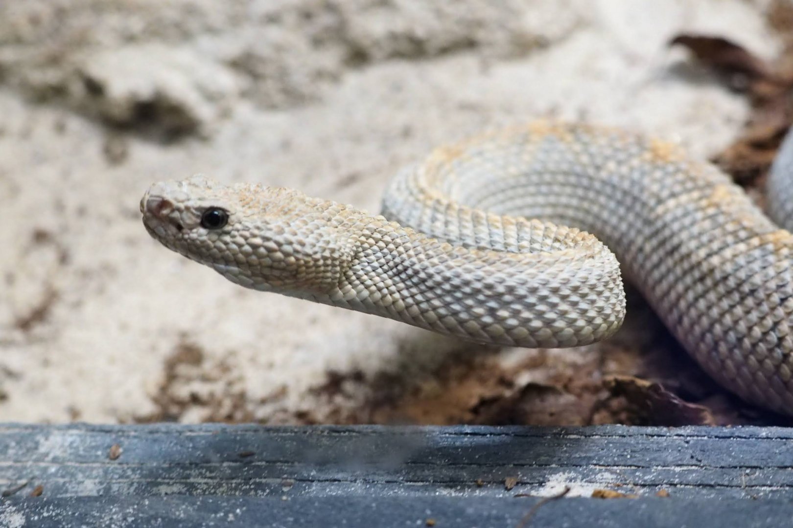 Aruba Island rattlesnake