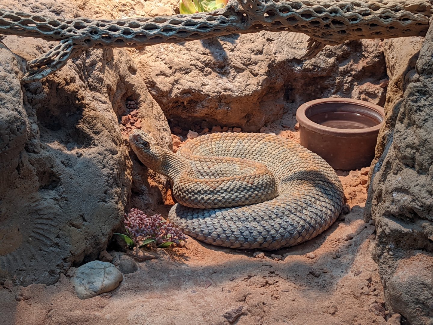 Aruba island rattlesnake