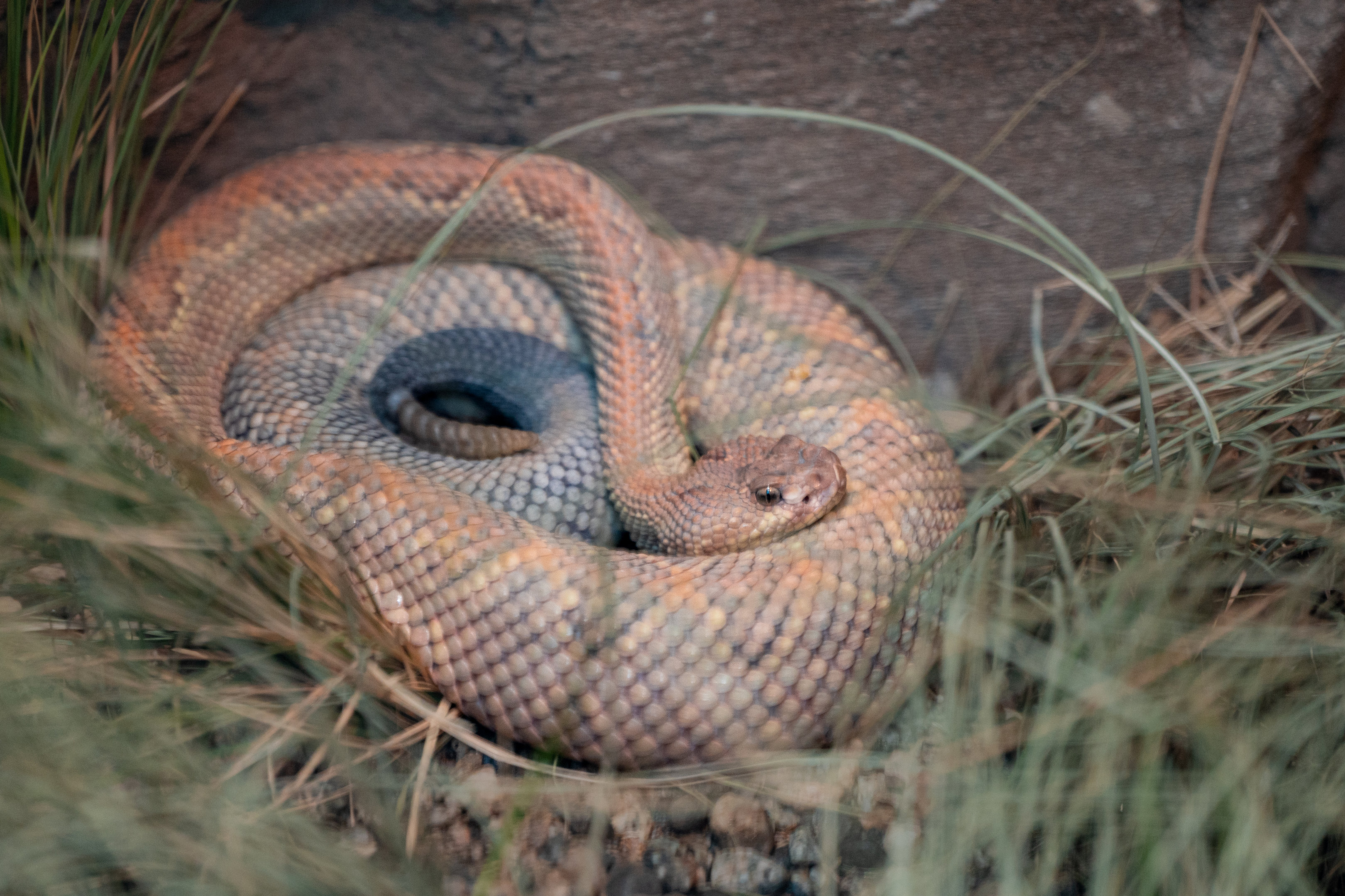Aruba Island Rattlesnake