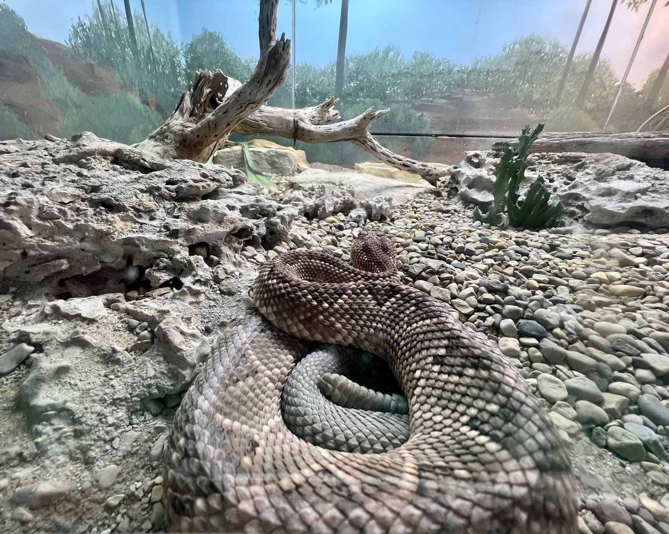 Aruba Island Rattlesnake