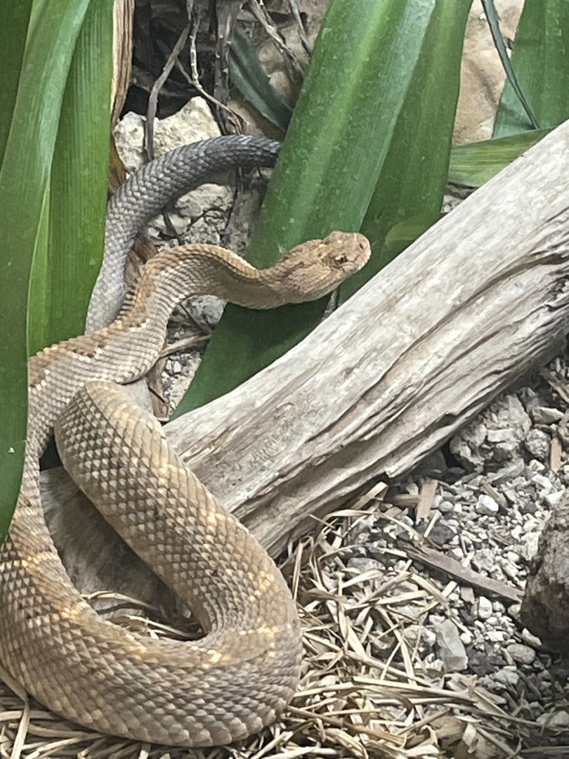 Aruba Island Rattlesnake