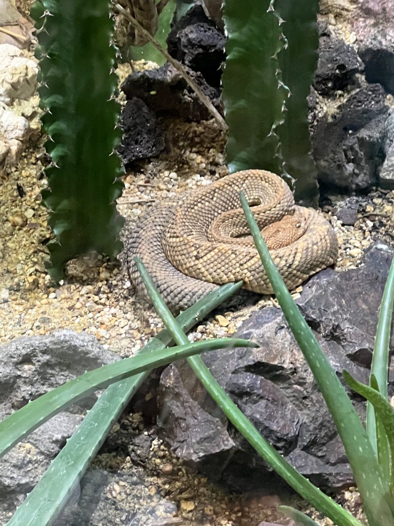 Aruba Island Rattlesnake