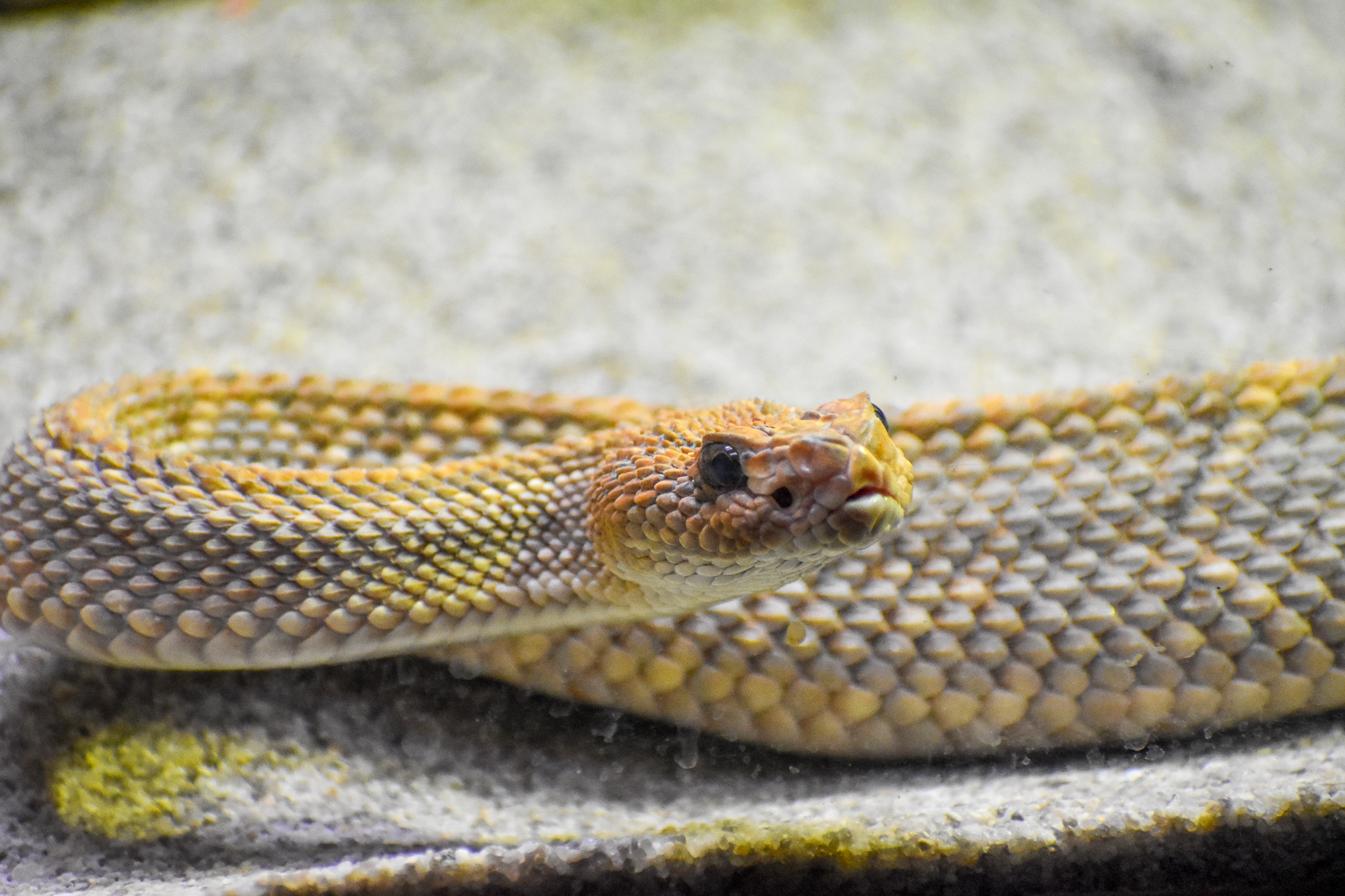 Aruba Island Rattlesnake