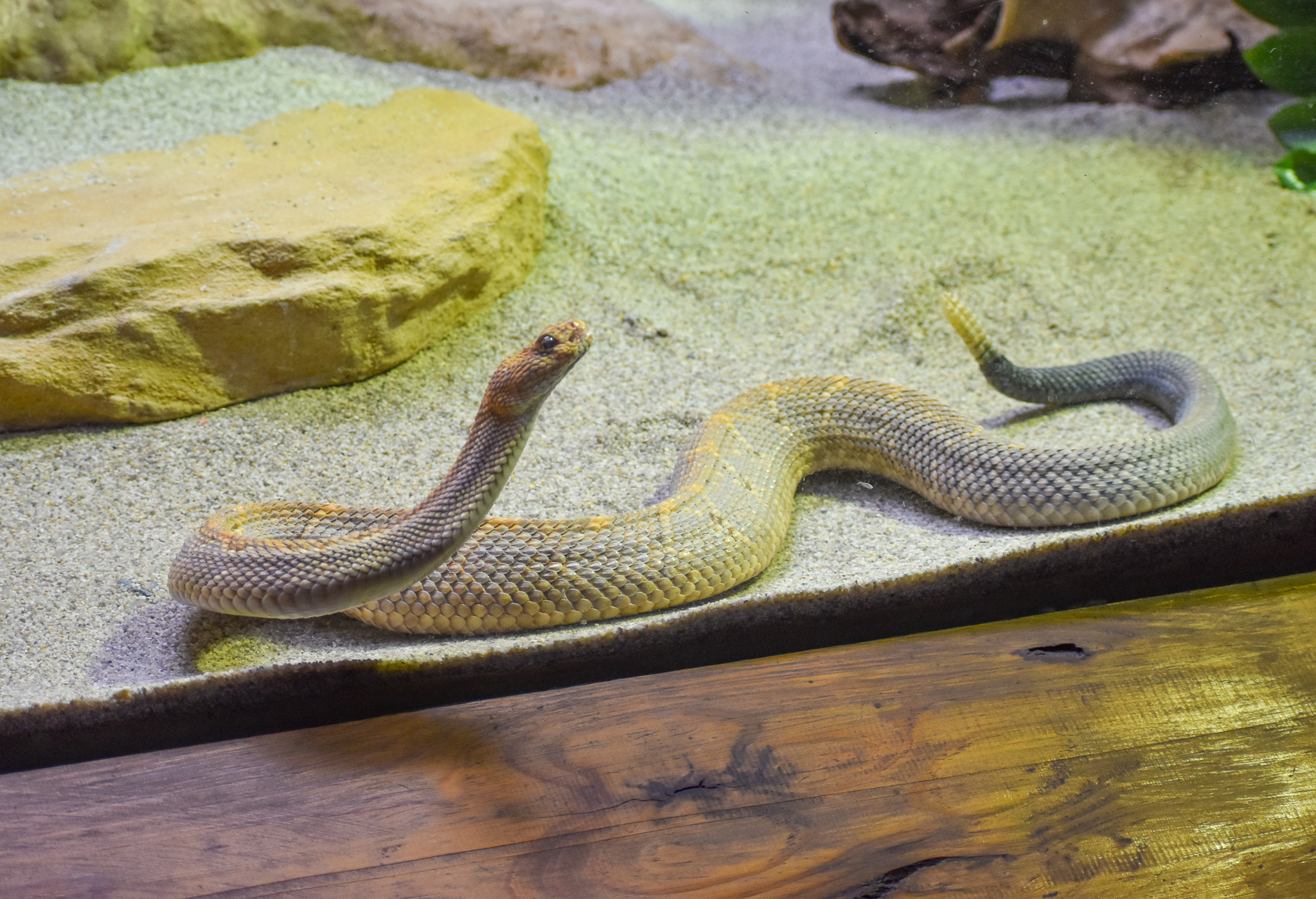 Aruba Island Rattlesnake
