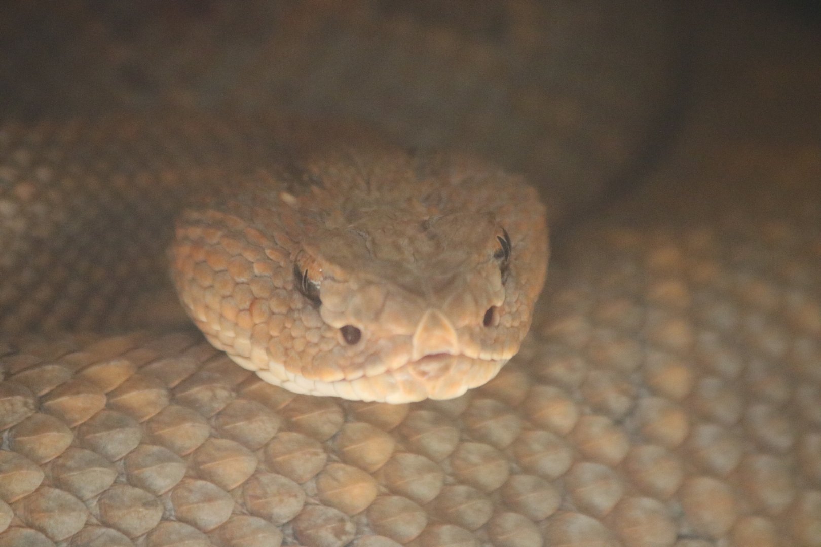 Aruba Island Rattlesnake