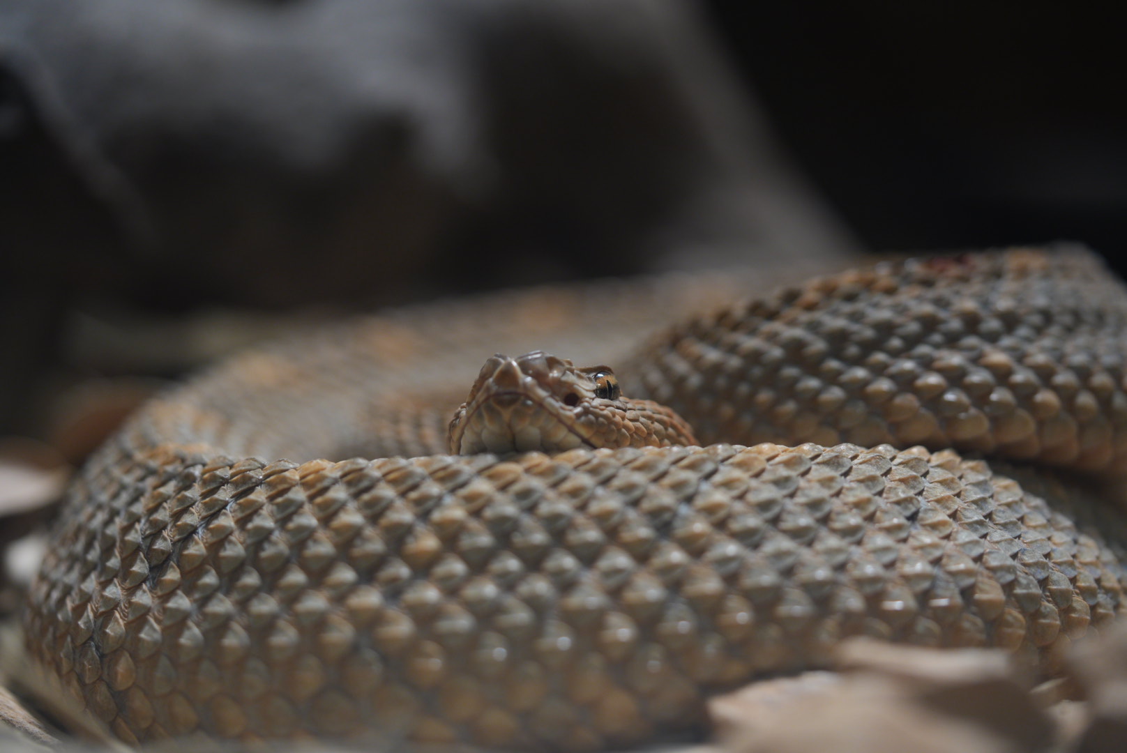 Aruba Island Rattlesnake