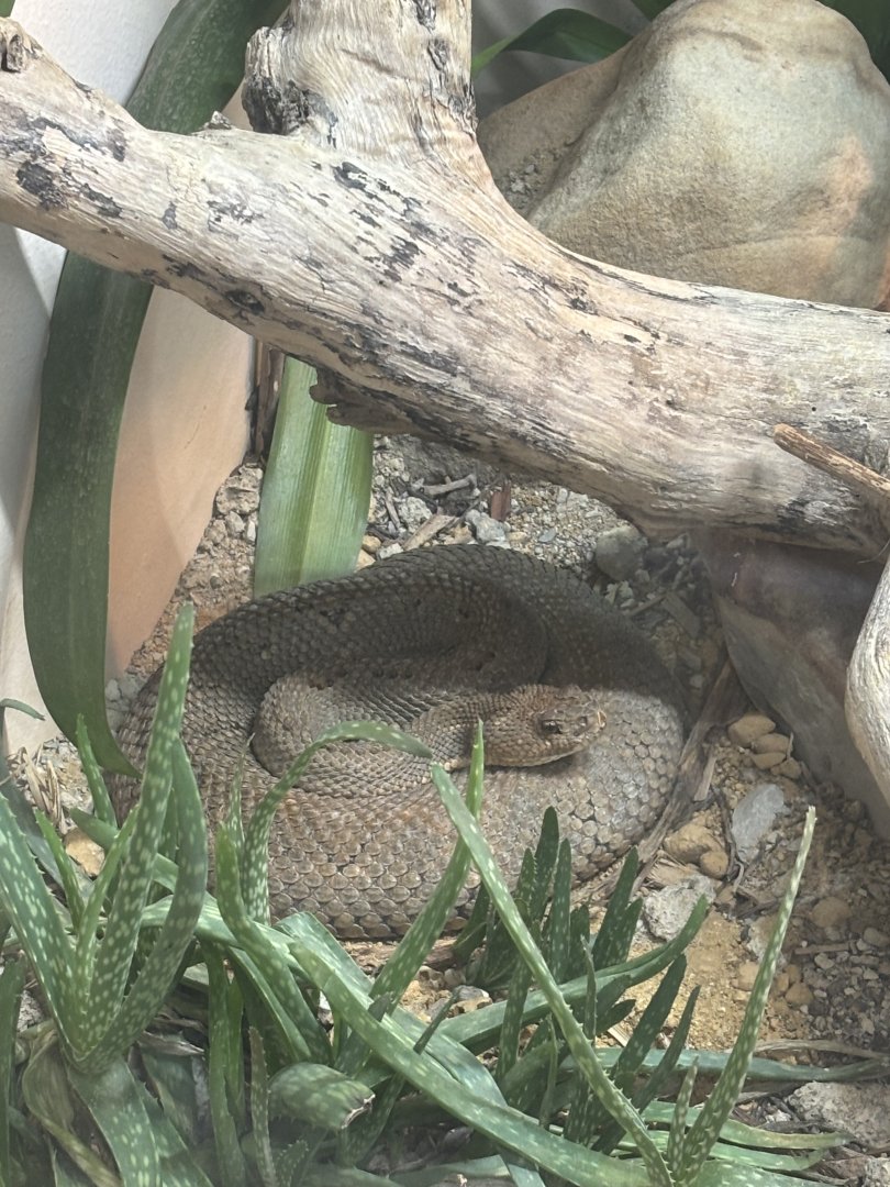 Aruba Island Rattlesnake