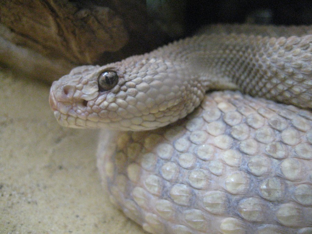 Aruba Island Rattlesnake