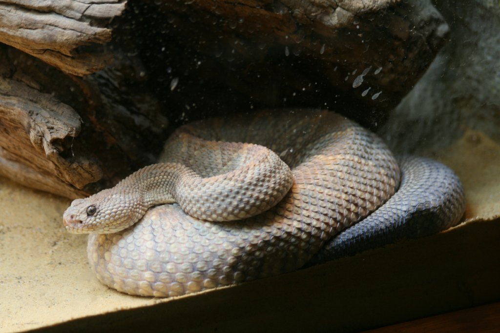 Aruba Island Rattlesnake