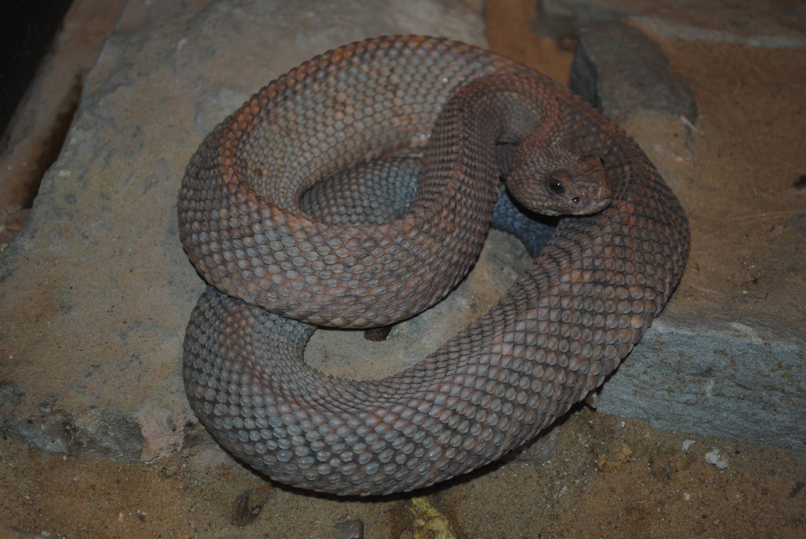 Aruba Rattlesnake