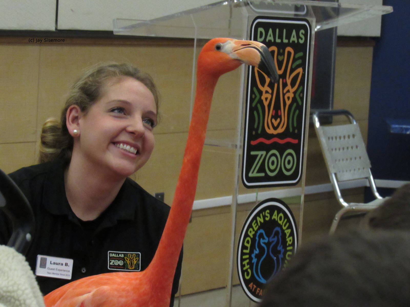 Aruba the Caribbean Flamingo