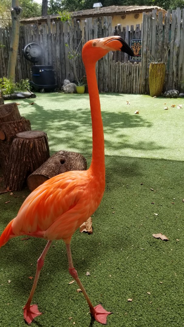 Aruba the Caribbean flamingo