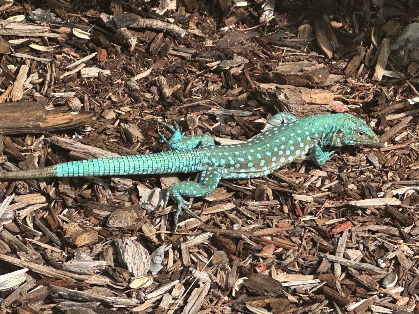 Aruba whiptail lizard (Cnemidophorus arubensis) Wild in Aruba