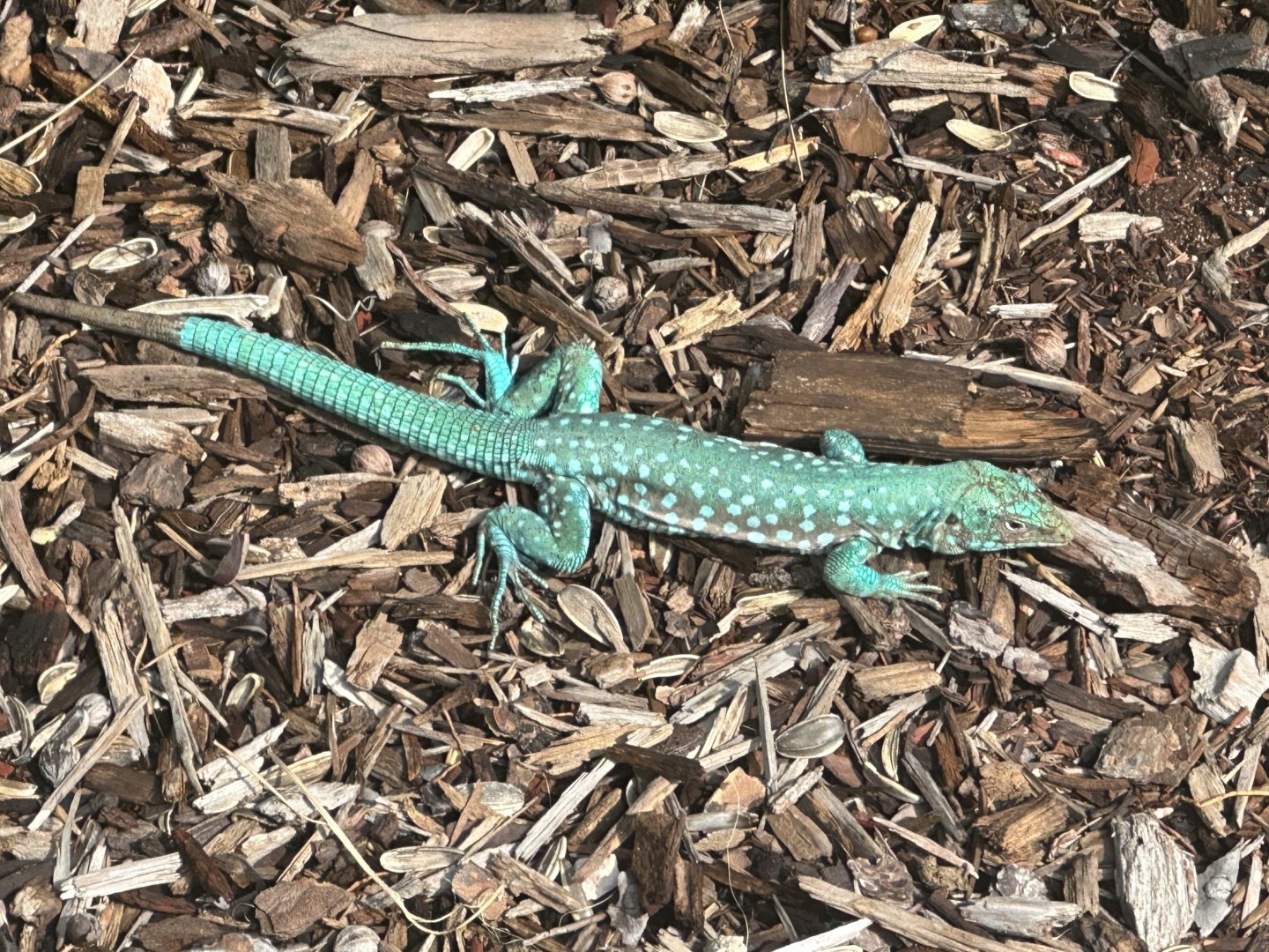 Aruba whiptail lizard (Cnemidophorus arubensis) Wild in Aruba