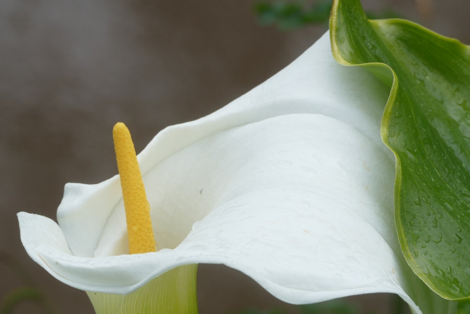 Arum lily, April 2019