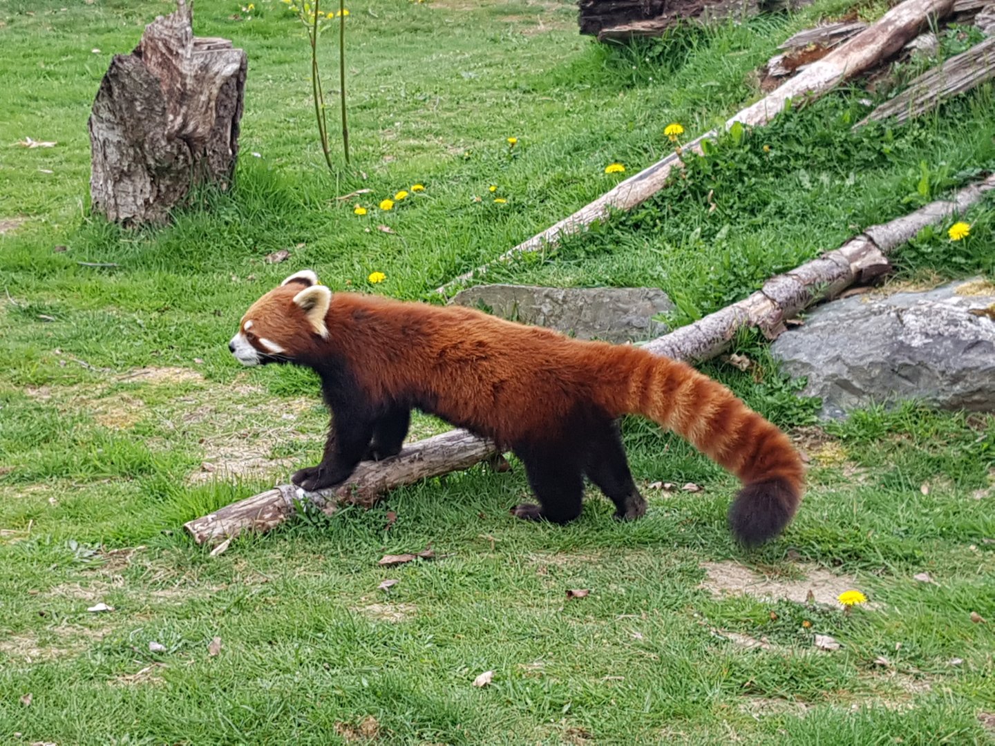 Arun - Red Panda