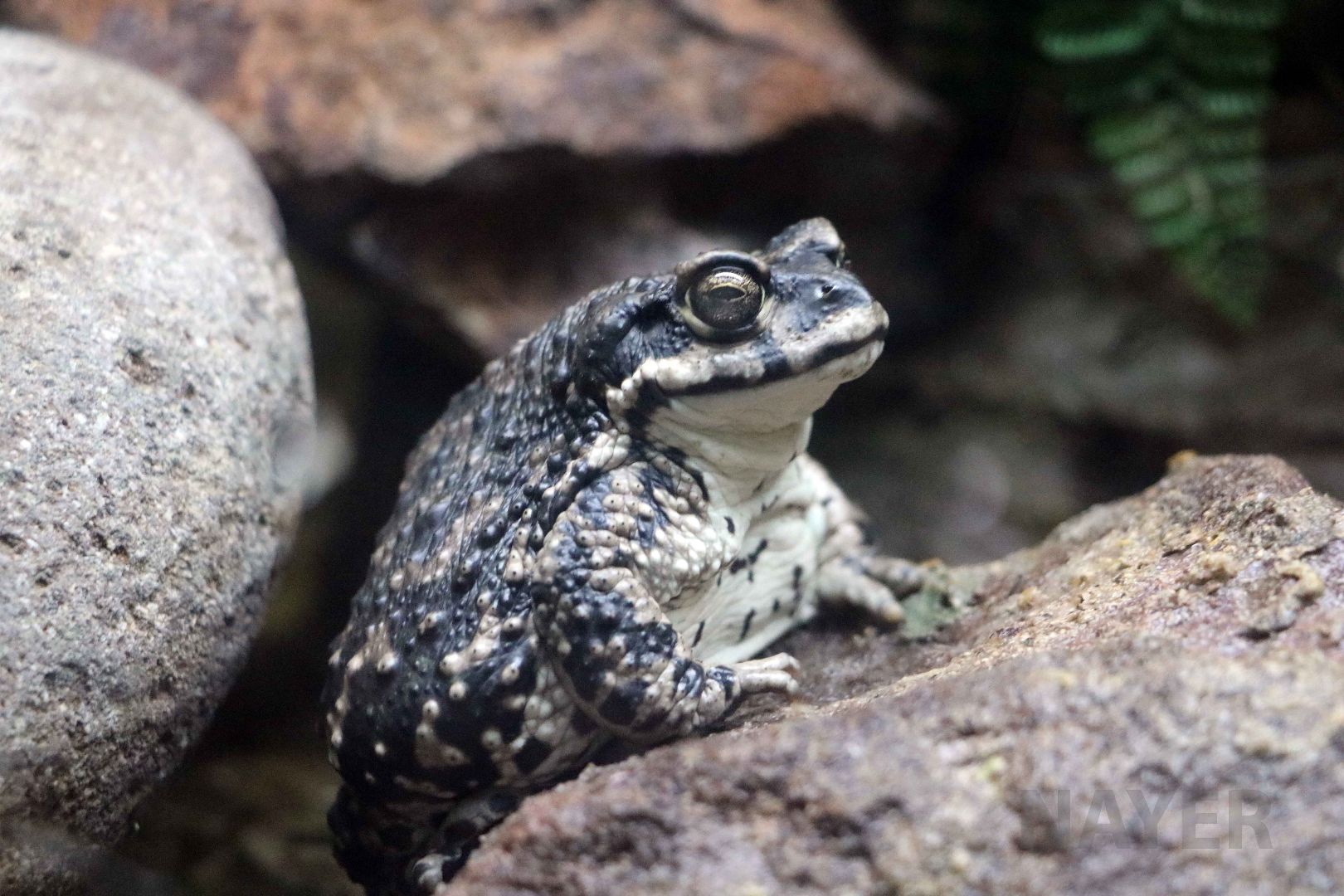 Arunco toad, May 2016