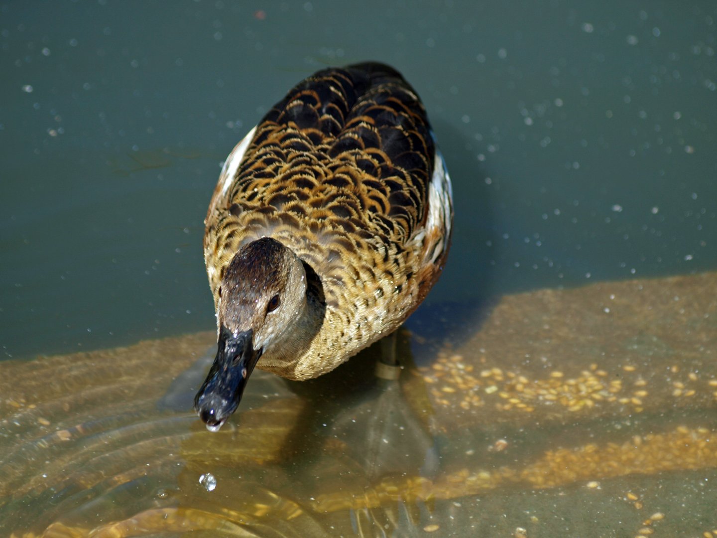 Arundel wetlands centre