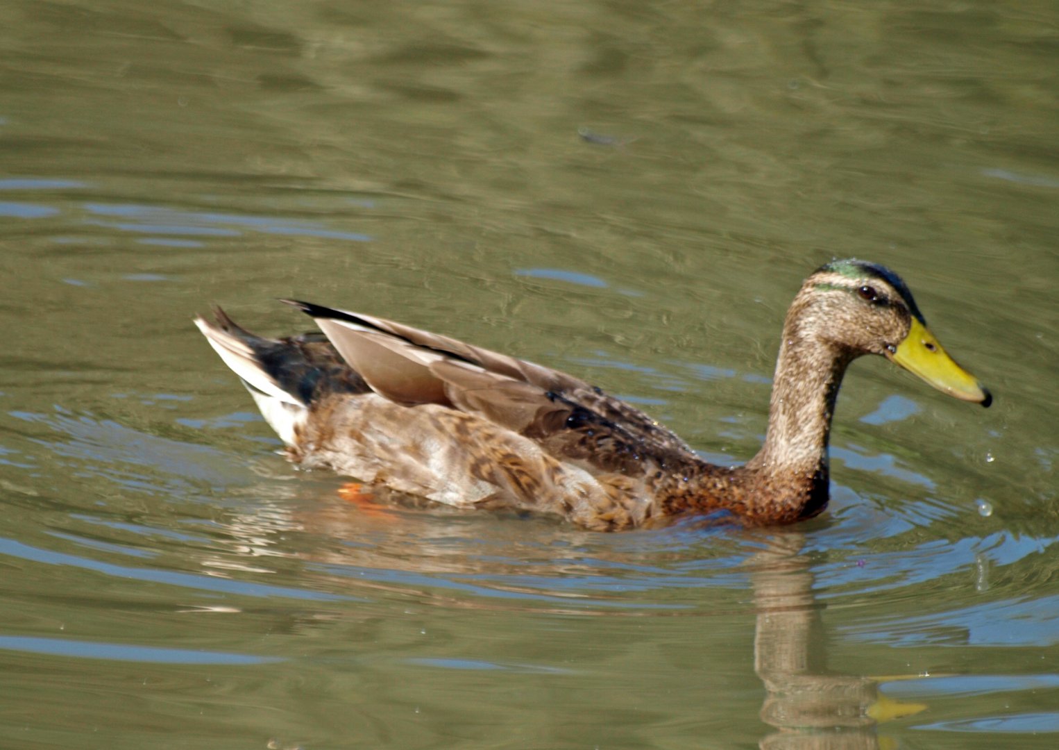 Arundel wetlands centre