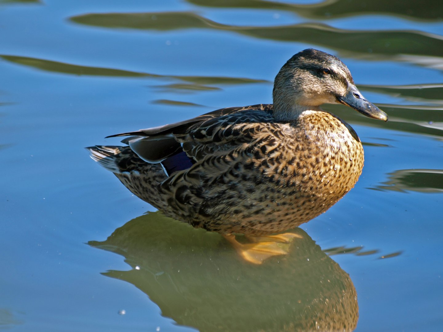 Arundel wetlands centre