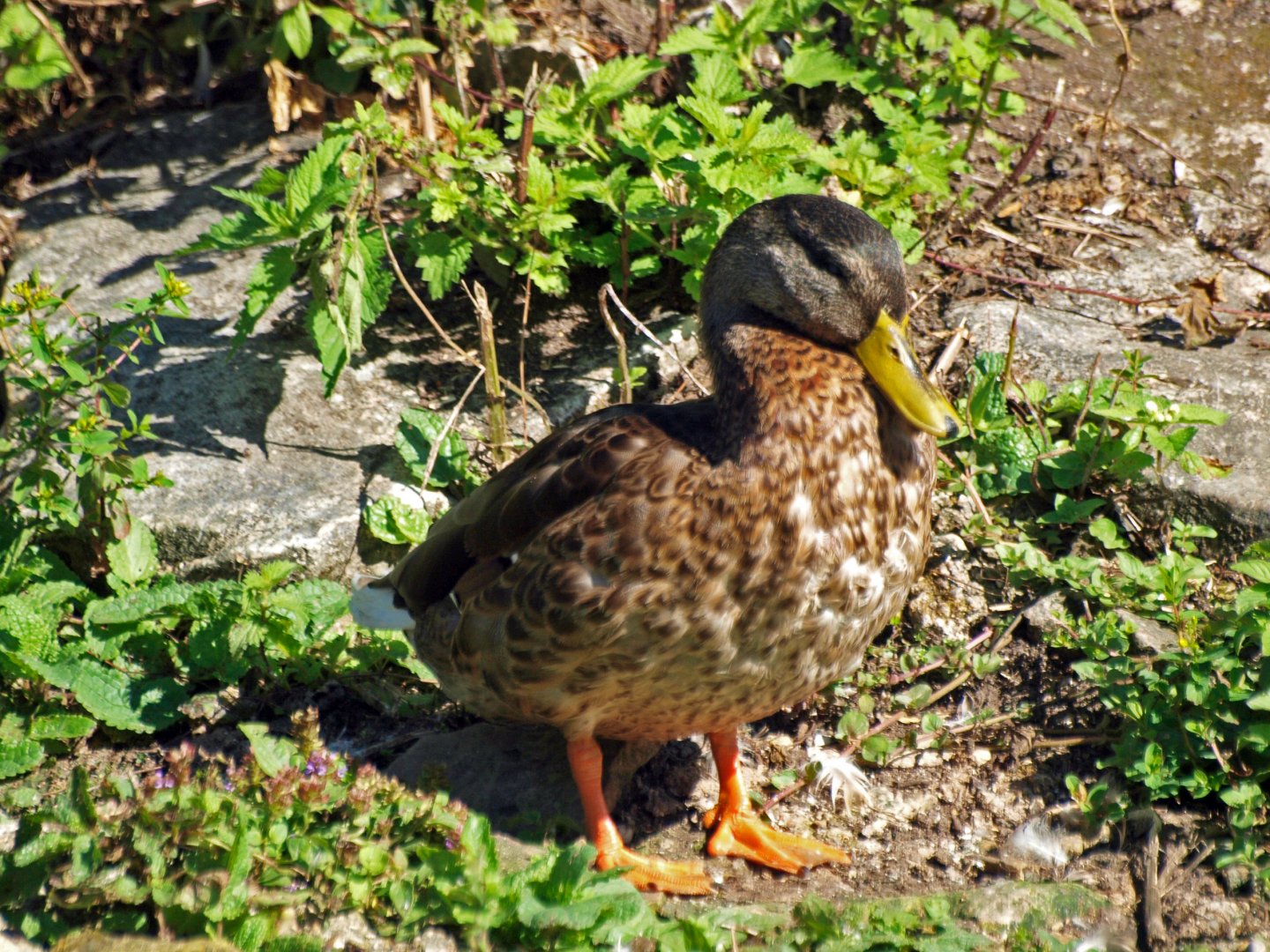 Arundel wetlands centre