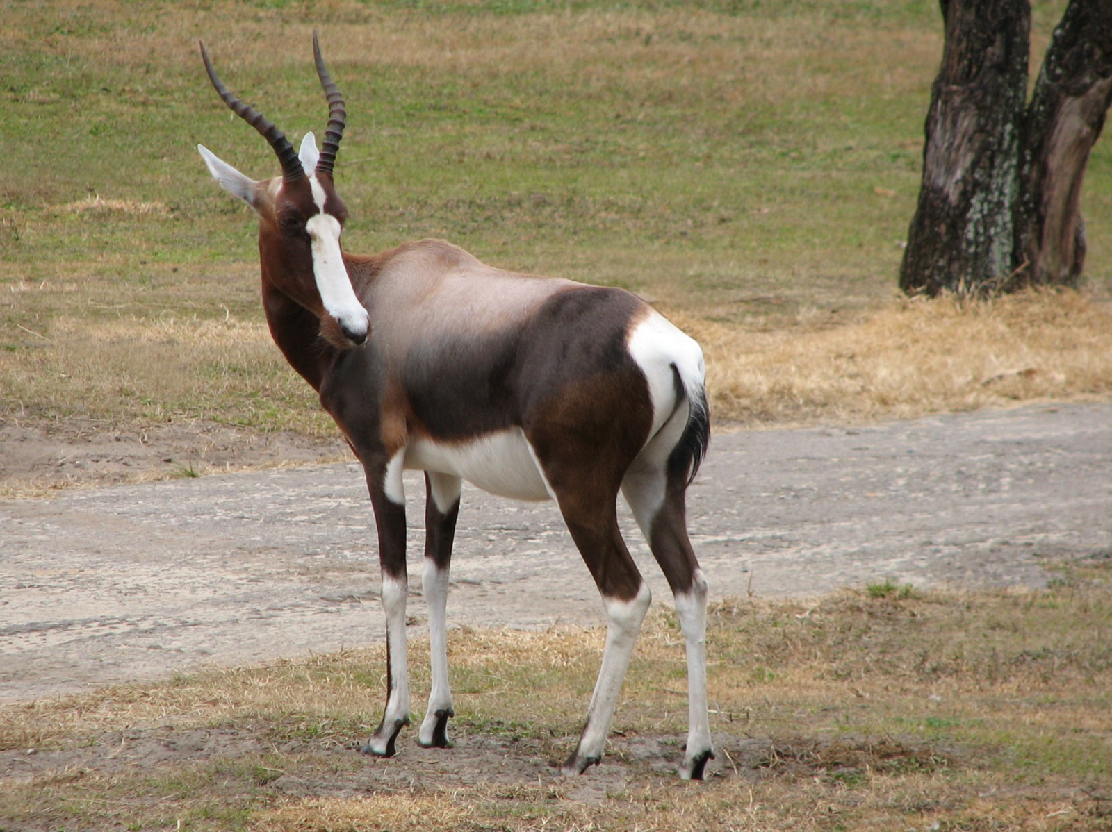 Arusha Savanna - Bontebok