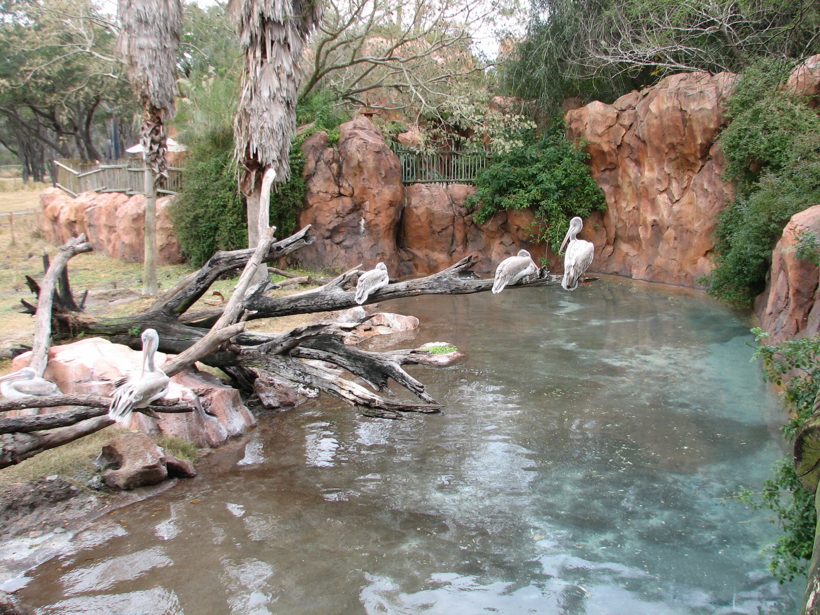 Arusha Savanna - Pink Back Pelican