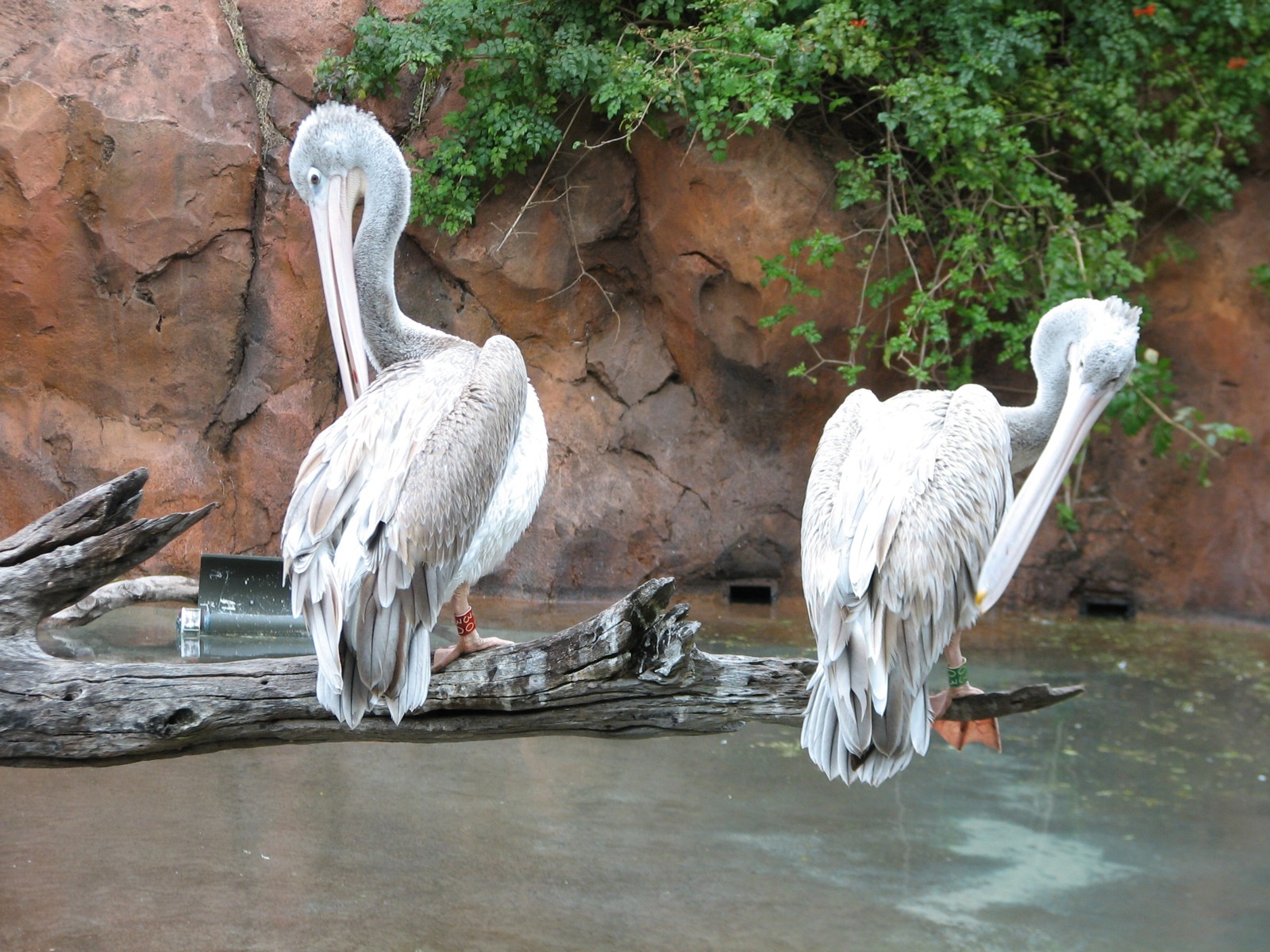 Arusha Savanna - Pink Back Pelican