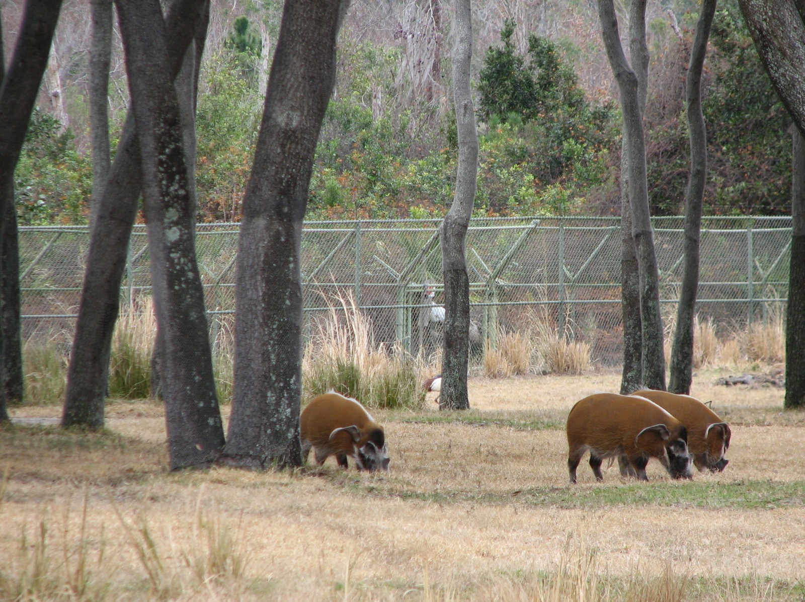 Arusha Savanna - Red River Hog