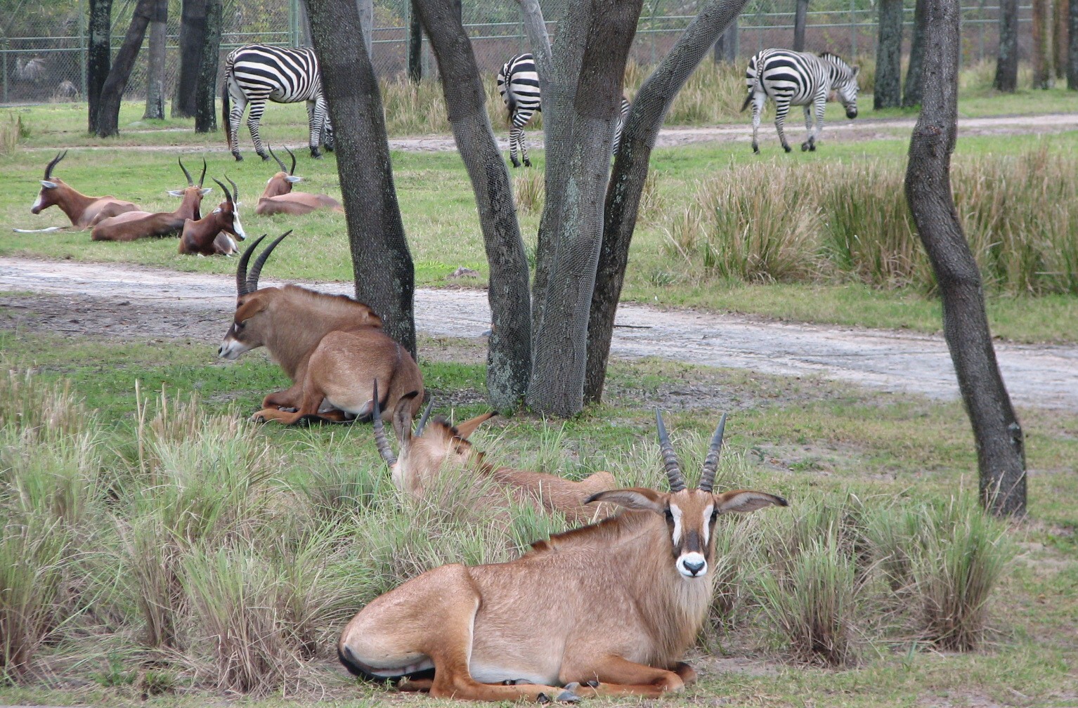 Arusha Savanna - Roan Antelope, Bontebok, and Grants Zebra