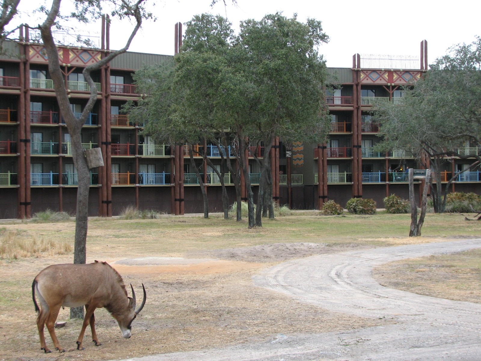Arusha Savanna - Roan Antelope