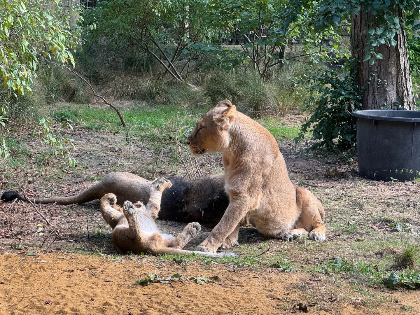 Arya and Bhanu with one of her cubs