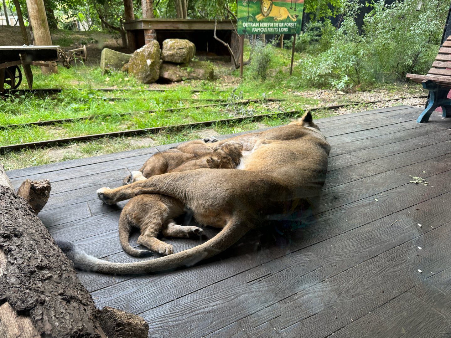 Arya feeding her three cubs